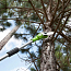 Высоторез-сучкорез Greenworks G40PSF, 40V, 20 см, без АКБ и ЗУ